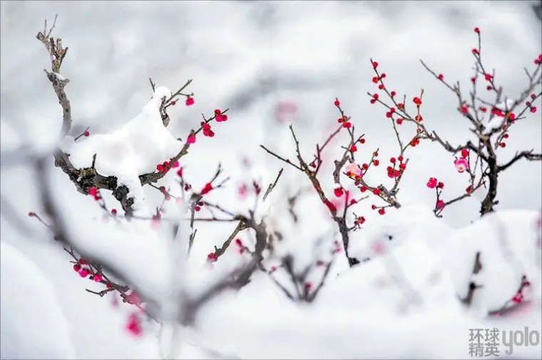 鐧芥樇鍙樼煭鎬濆康鍙橀暱,鎰跨啲杩囨墍鏈夌殑鑻﹁兘杩庢潵鏌虫殫鑺辨槑