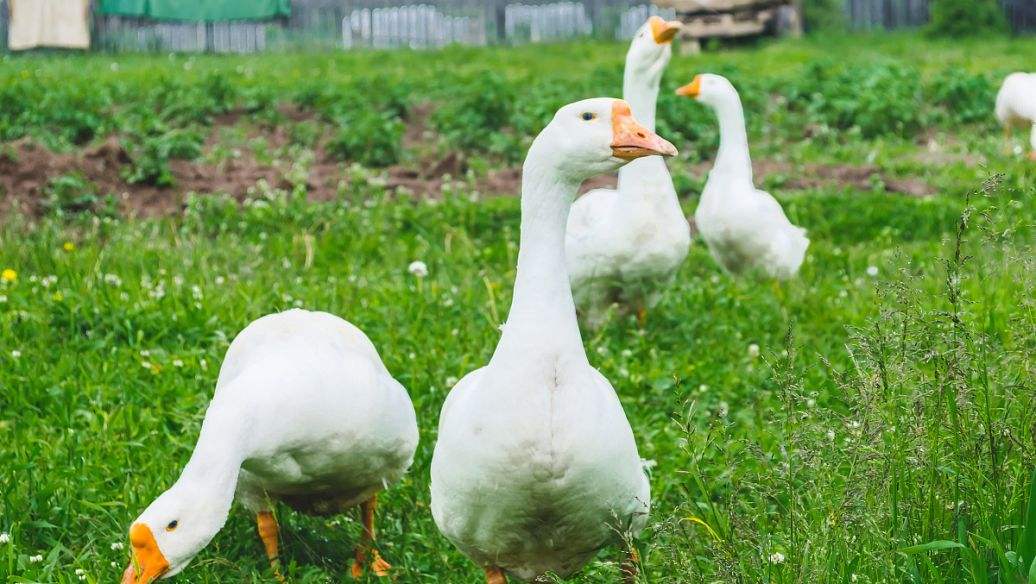 鹅全身肿胀怎么治,鹅肿头怎么快速消除