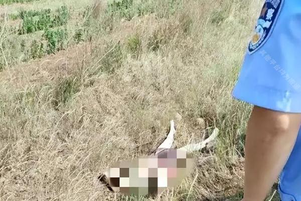 两名少女裸死荒野，*体下**被塞满杂草，手段极其残忍令人发指