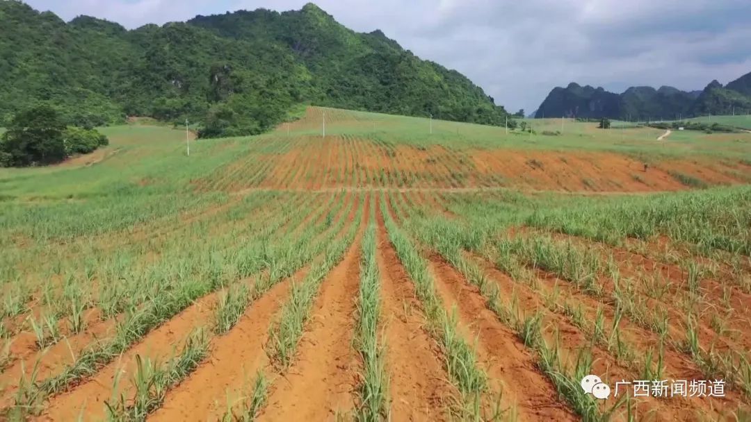 广西遭遇干旱天气,今年广西干旱多严重