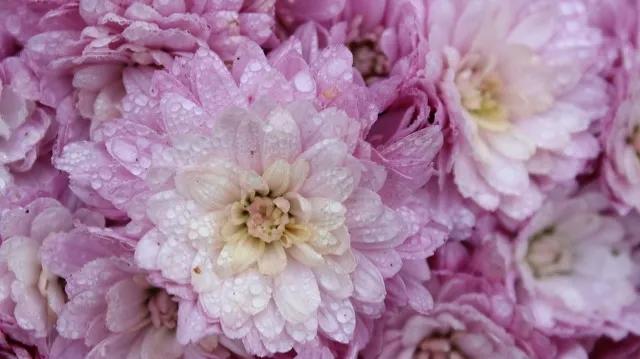 不是花中偏爱菊菊花开尽更无花,不是花中偏爱菊只是花开尽更无花