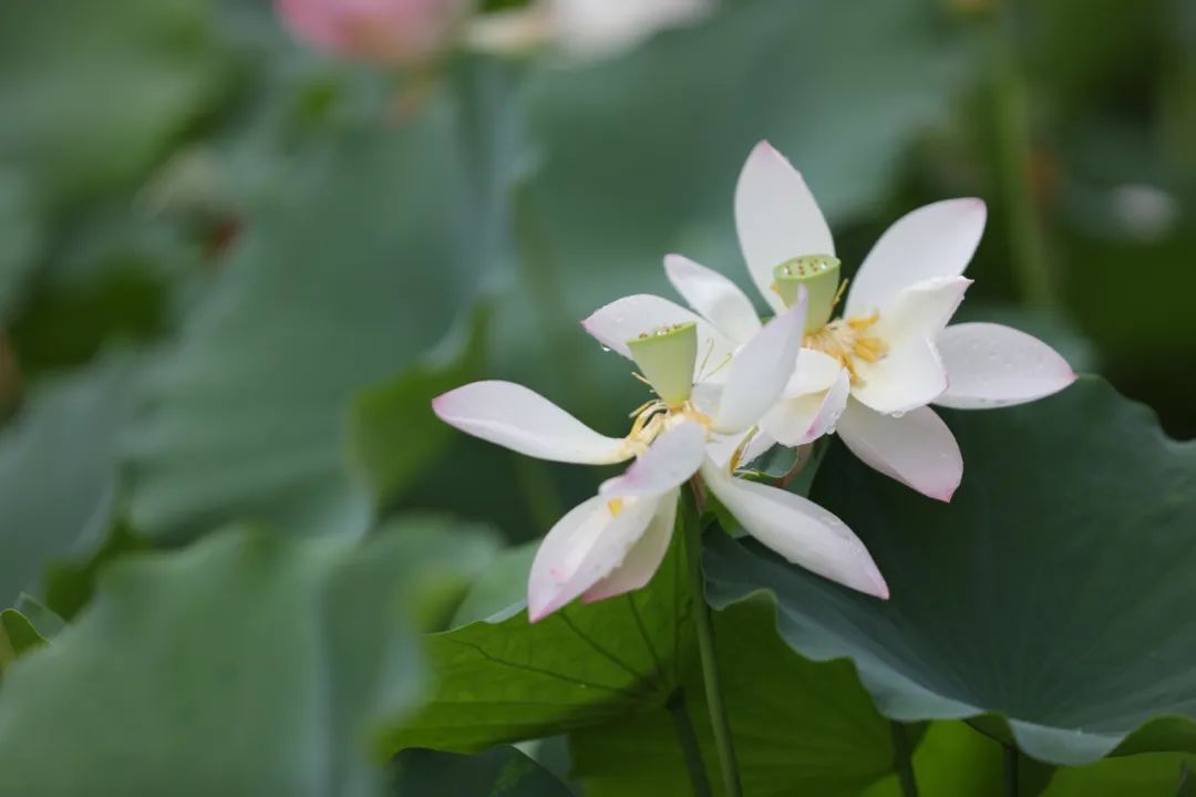 荷你有约环创,荷你有约完整视频