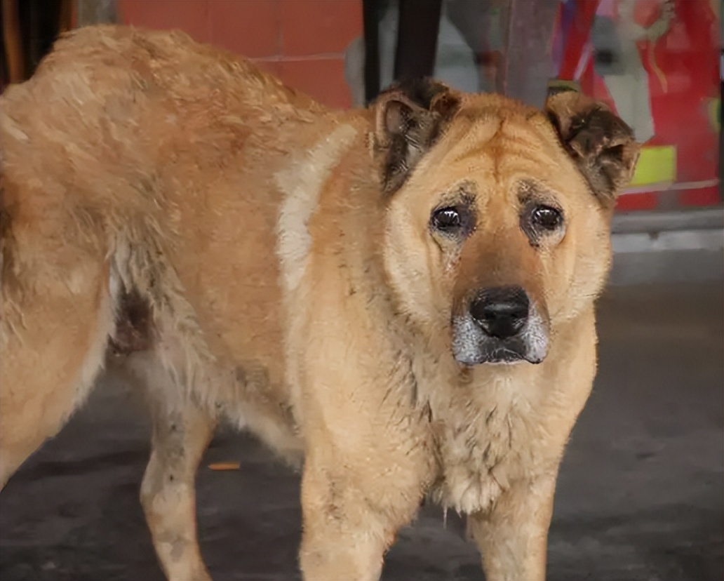 狗在死前为什么要离家出走,老狗不进家门是什么意思