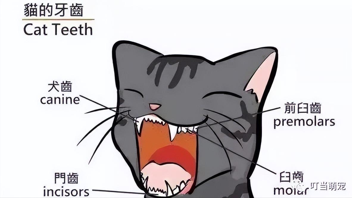 猫咪会长铁线虫吗,猫咪会长蛀牙吗