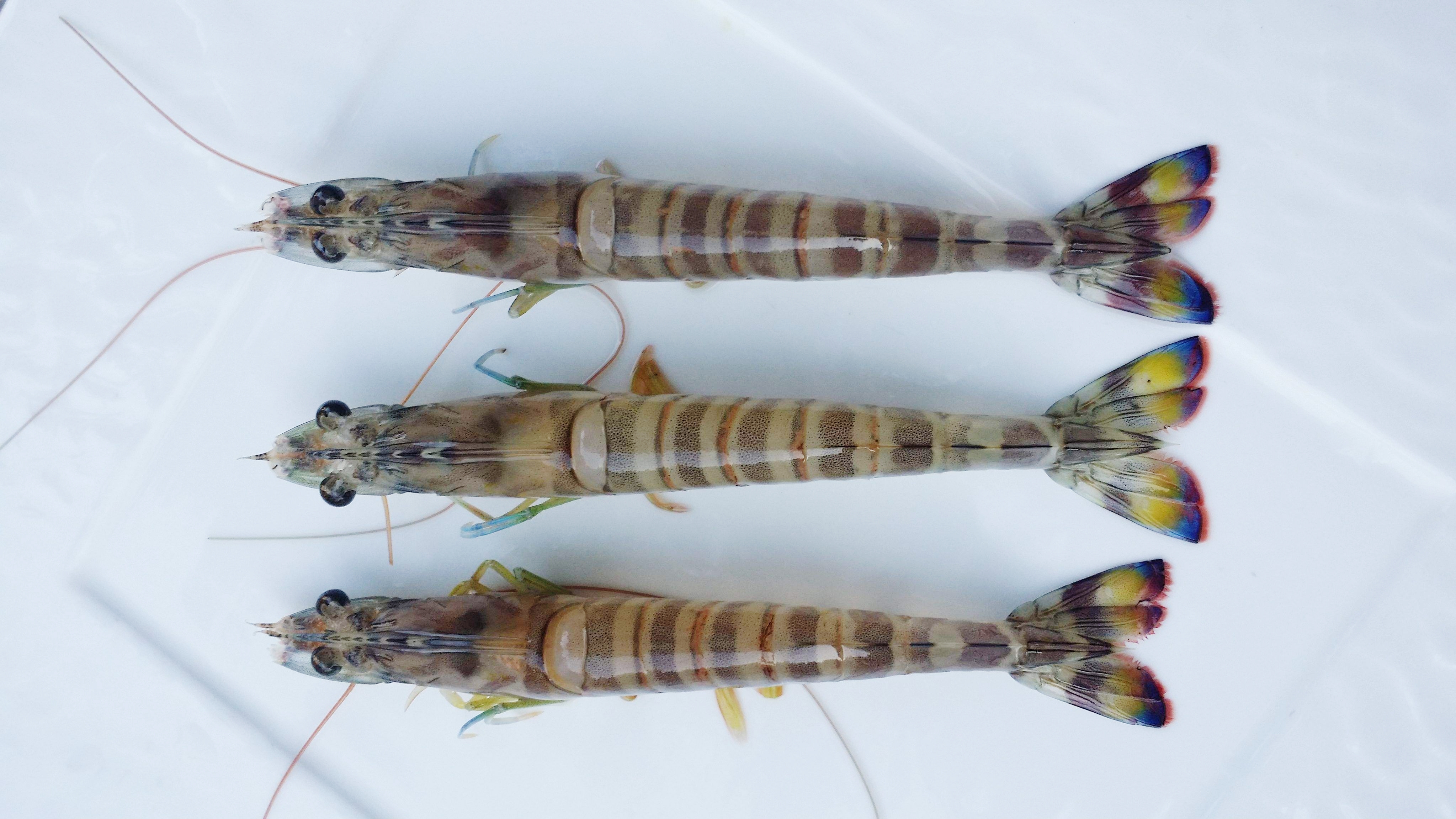 明虾和基围虾的区别哪个好,长得与龙虾相似的有哪些