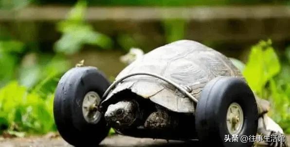 乌龟被老鼠咬以为死了埋了,野生乌龟被老鼠吃是怎么活的