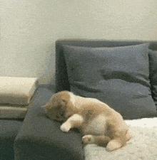 为什么会梦到很多奇怪的动物,做梦梦到好多动物是什么征兆