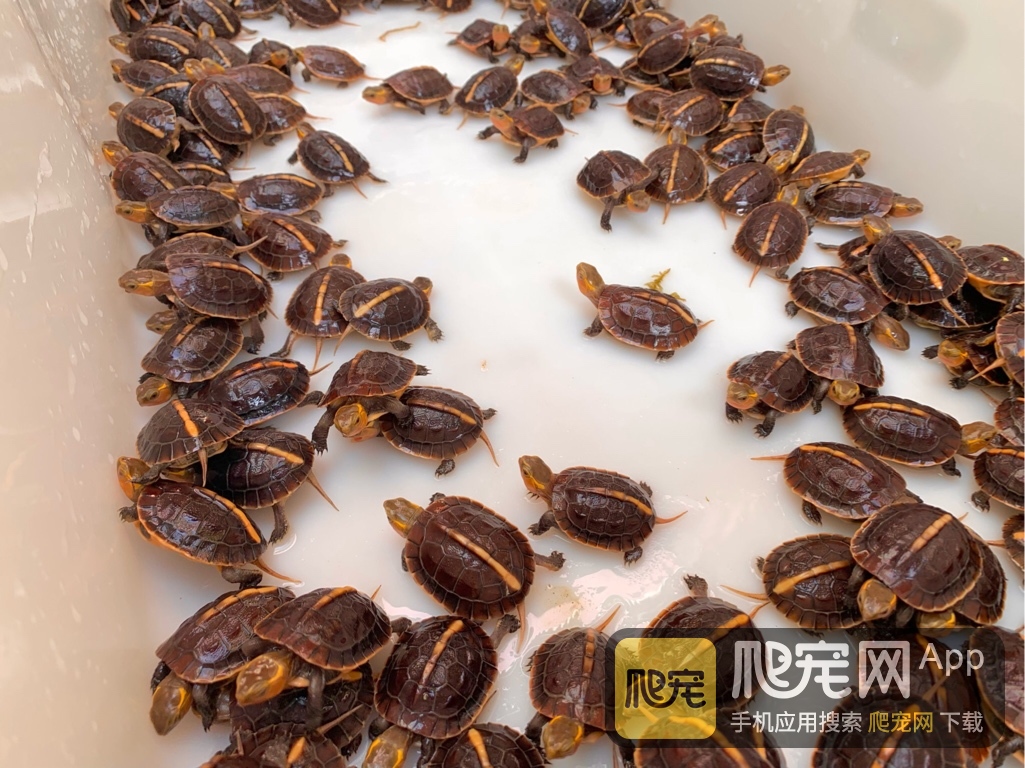 养龟放大粒盐,养龟能不能用观赏鱼专用盐