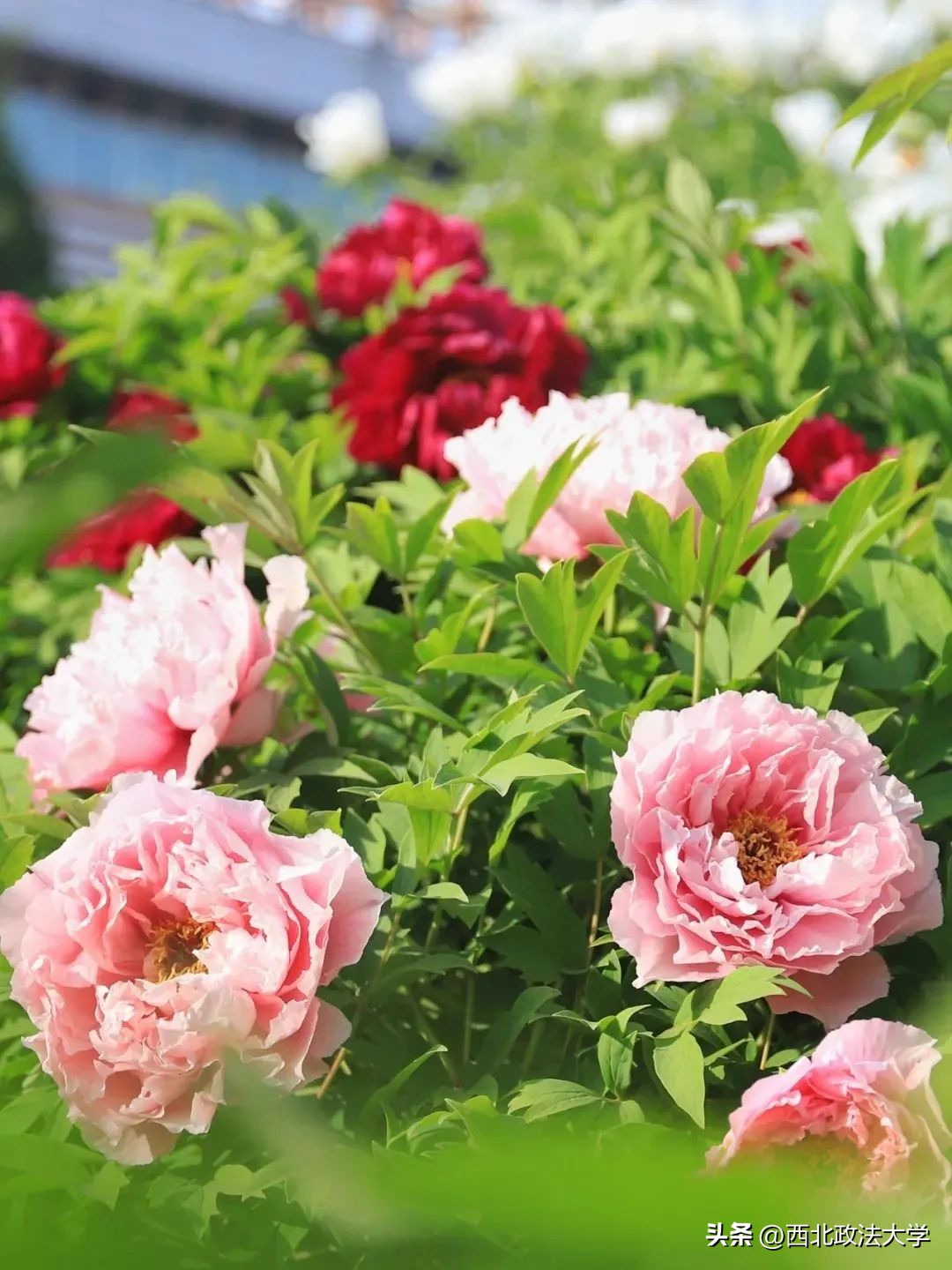 你为什么考研选择西法大,为什么选择西法大