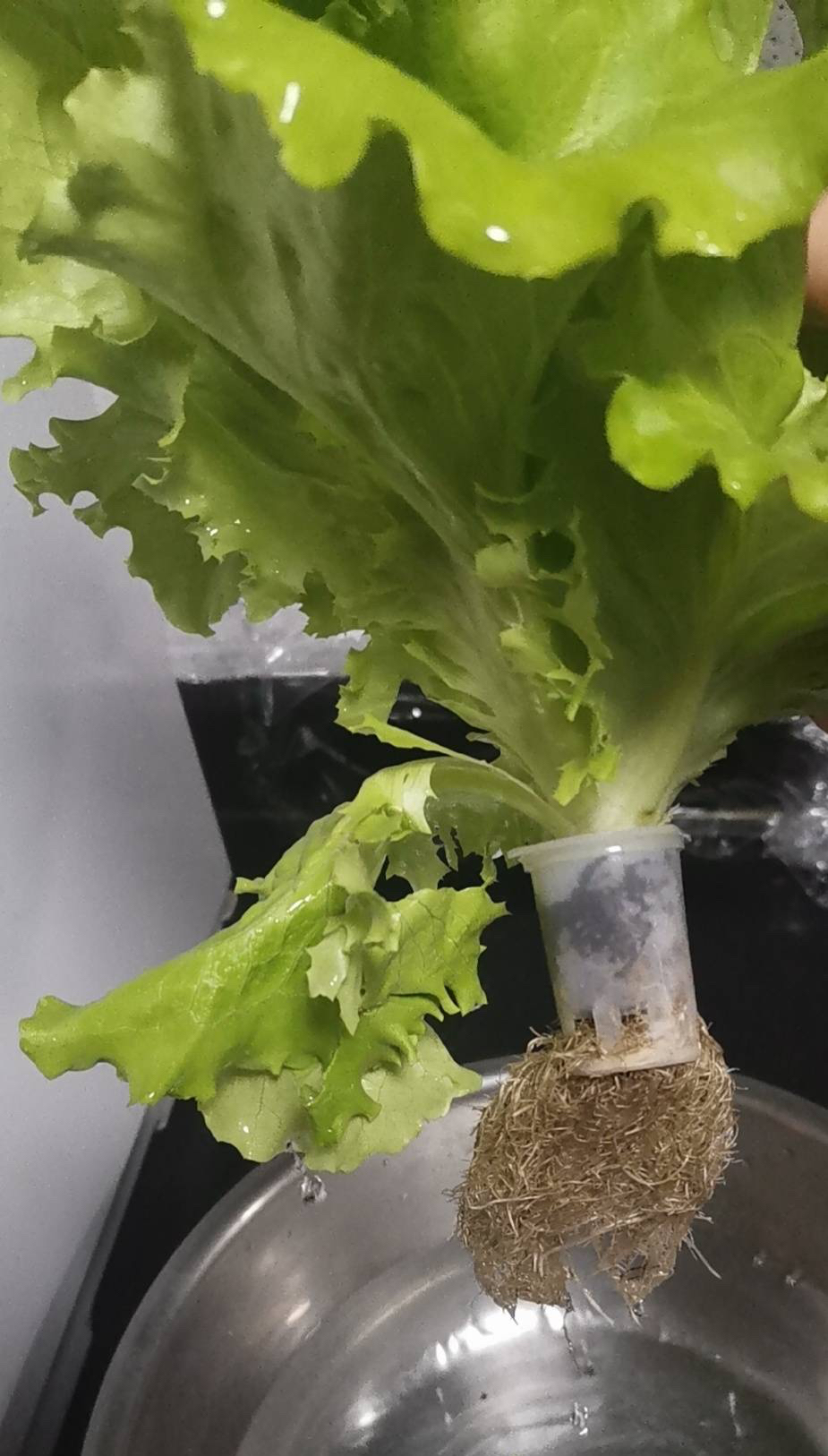 3种蔬菜,种快速生长的青菜的方法和步骤