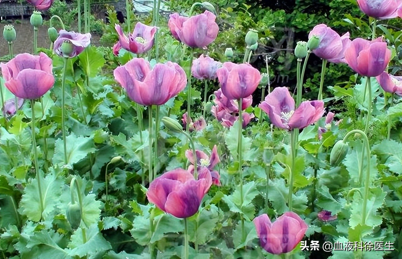 复方甘草片一百片的几钱一瓶,复方甘草片怎样服用止咳效果最好