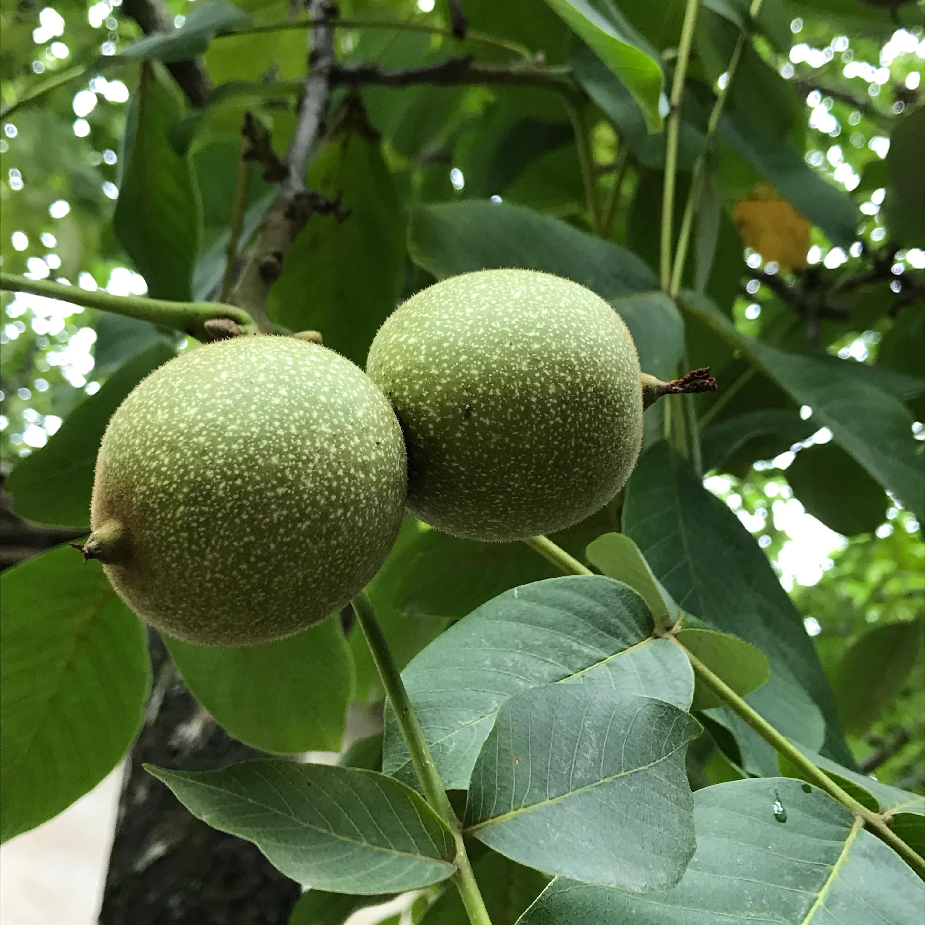 世外桃源山顶的隐居生活,山顶世外桃源