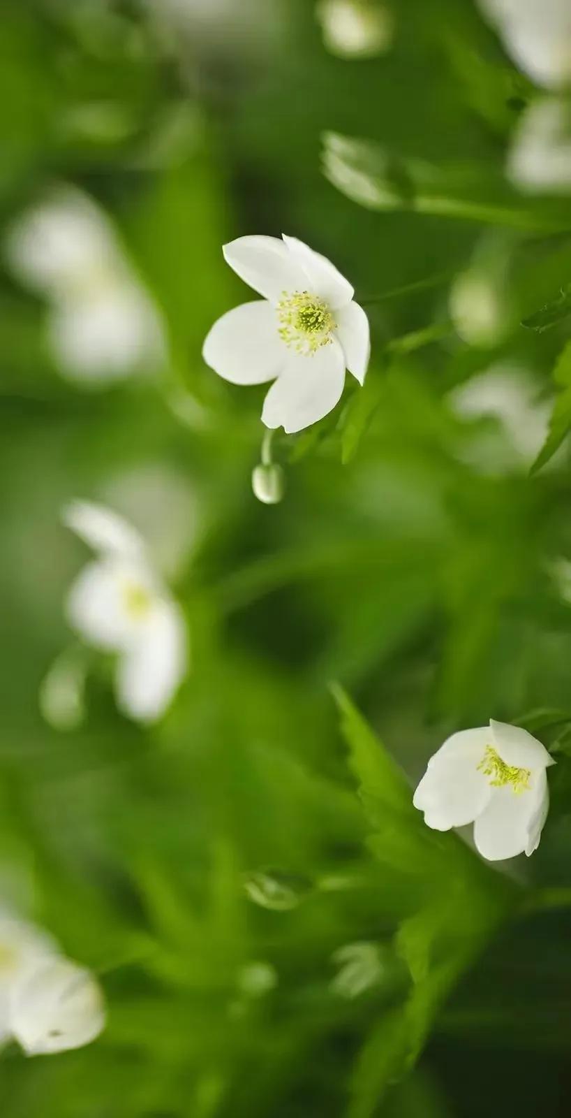 顶级绝美花朵壁纸娇艳欲滴的玫瑰,华为手机壁纸高清全面屏唯美花朵