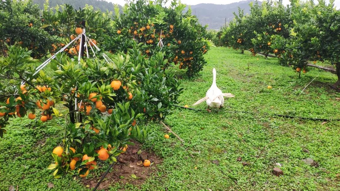 不愧是柑橘中的“lv”!比橙细腻,比橘味道浓郁,一口就忘不掉