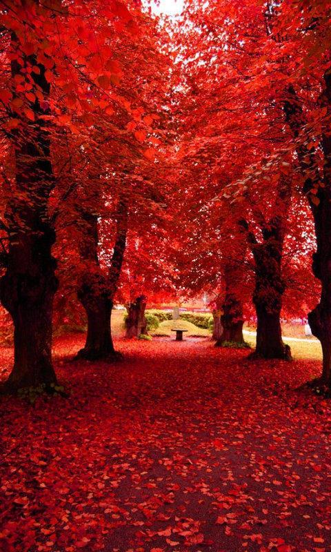 散文：金秋如诗，时光简静，人到中年，流年染香