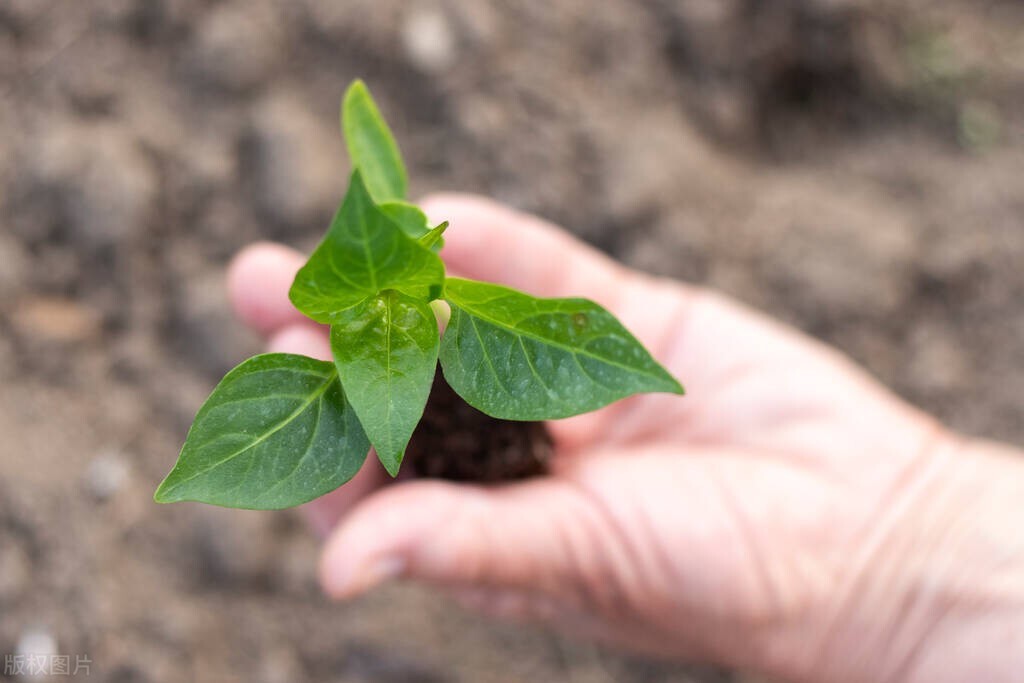 蔬菜苗移栽后如何迅速缓苗,蔬菜分苗方法和技巧