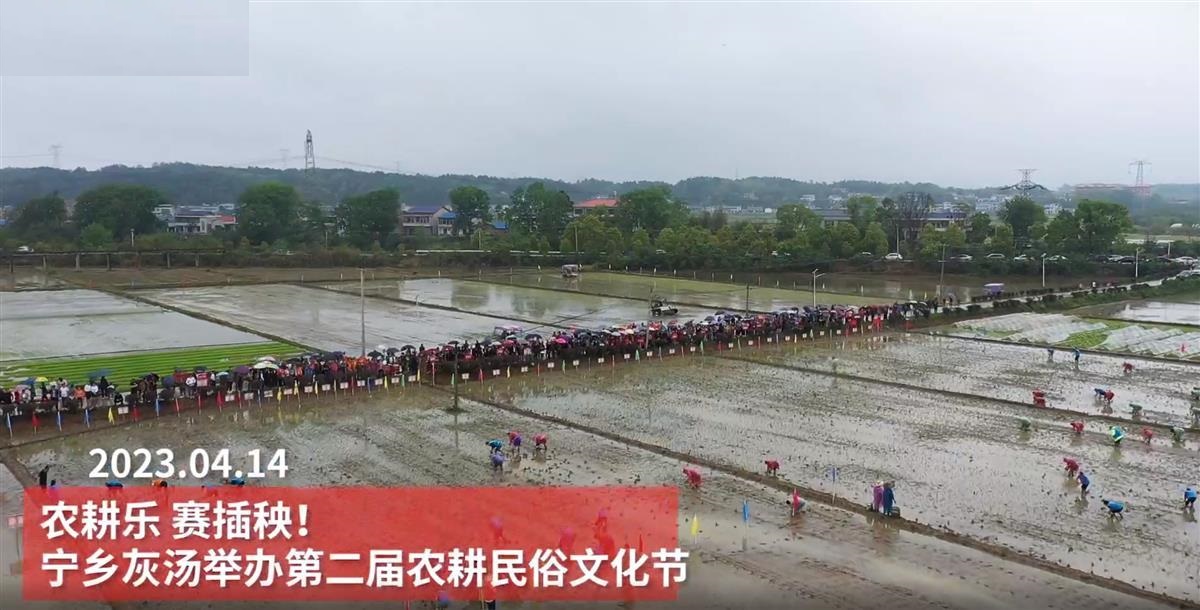 200名公务员下乡插秧两亩地,干部3天花49万插秧2亩助农