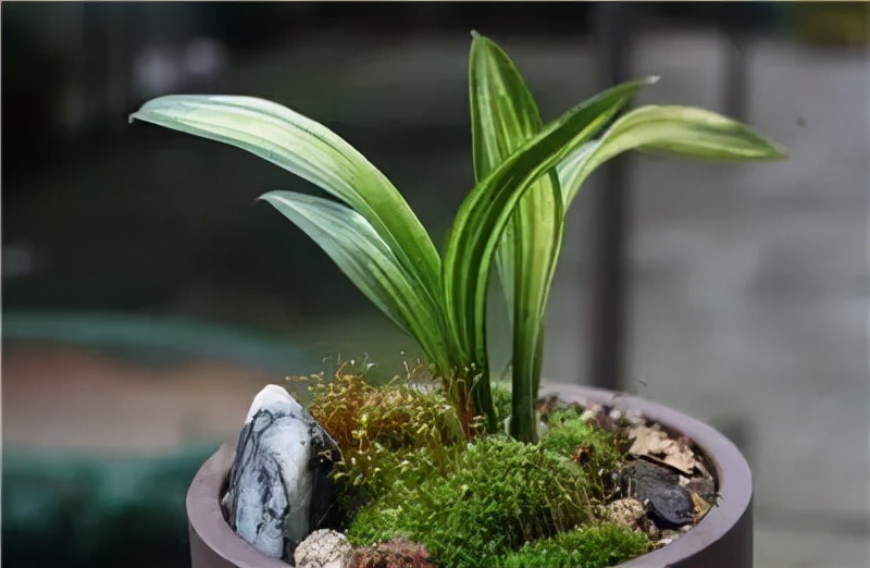 兰花专用土陶花盆,陶盆和塑料盆哪个更适合栽兰花