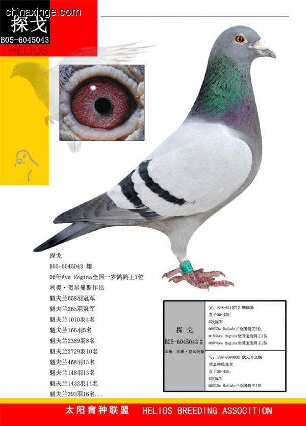 善良比利时莫里斯,比利时速度狂魔