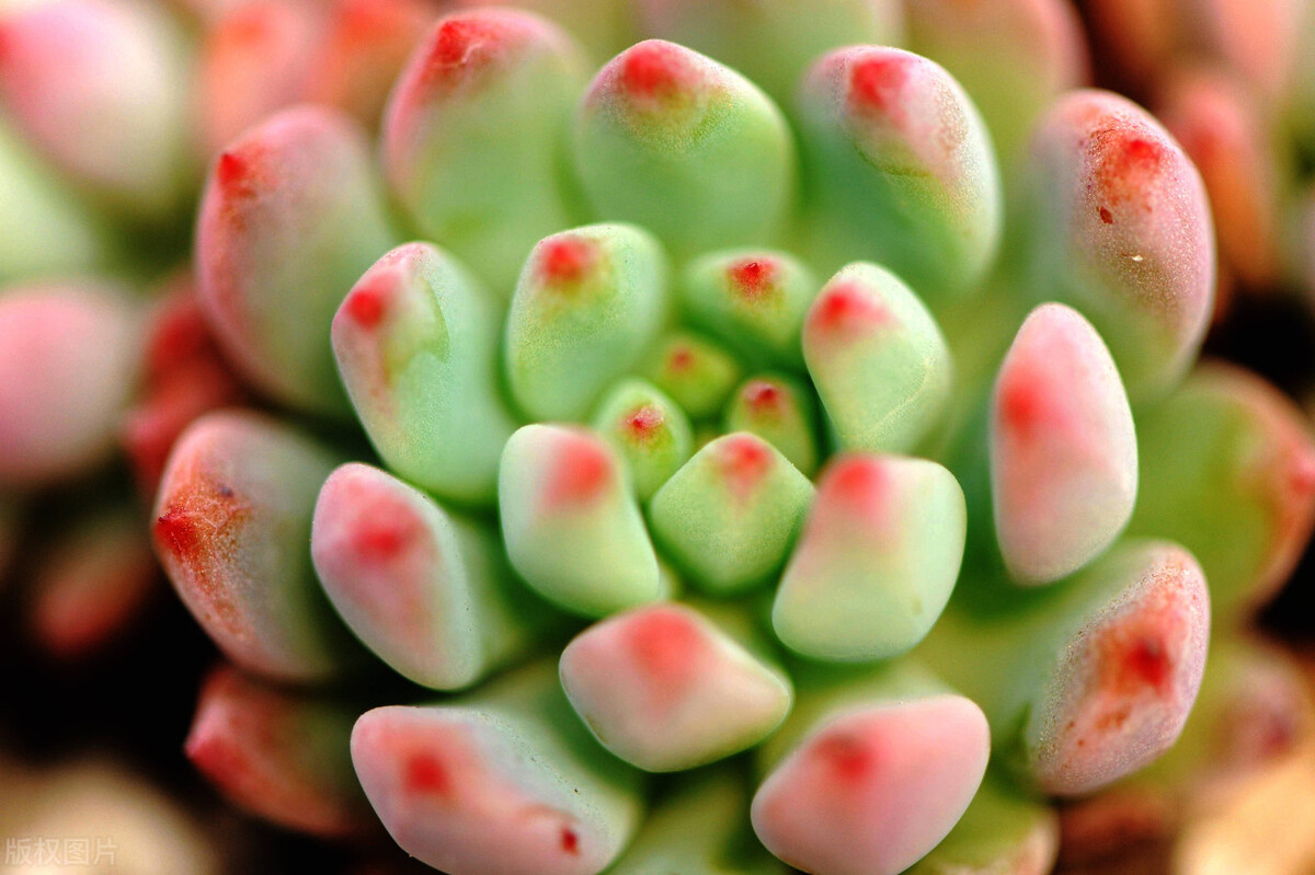 多肉种植行业,多肉植物行业前景如何