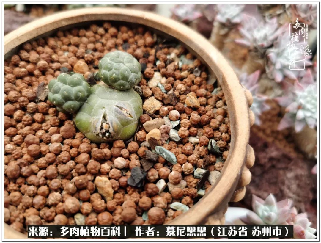 生活需要三分甜,生活需要一半禅意一半烟火