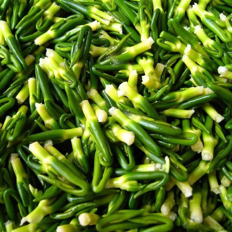 薄荷菊花能一起泡茶可以祛湿热吗,藿香清暑祛湿茶有哪些