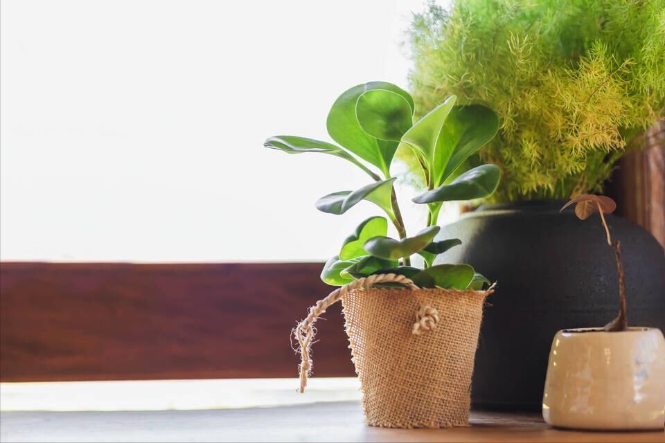 屋内放花有什么讲究,鲜花放家中花旺人不旺