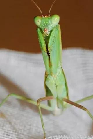 螳螂吃掉自己丈夫的头,螳螂为什么吃掉配偶螳螂吃蛇