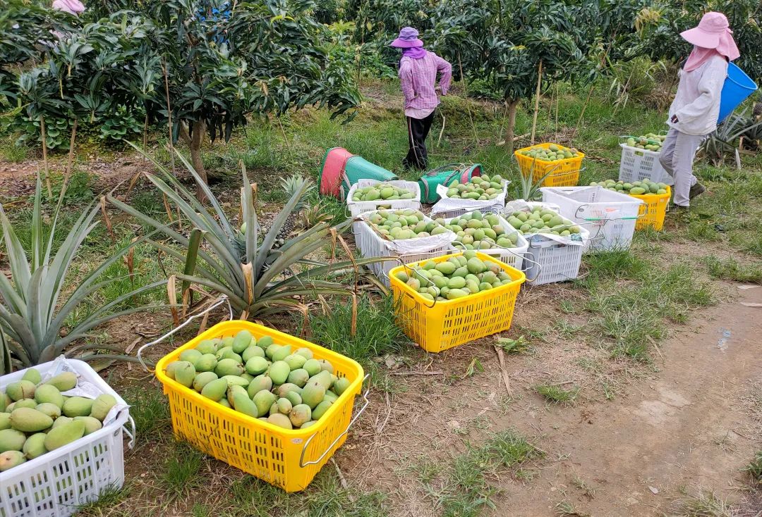 芒果产业助农增收,三产融合发展农民增产增收