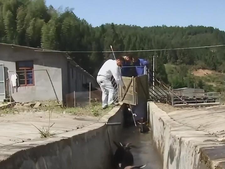 小伙放弃打工到大山里养殖,小伙放弃百万年薪转行回乡养猪