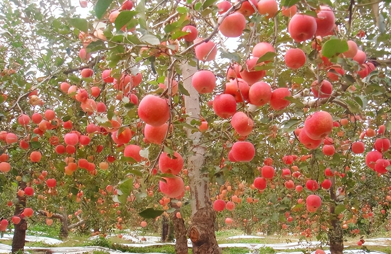 古代把苹果叫什么名字,苹果在古代的名字原来这么美