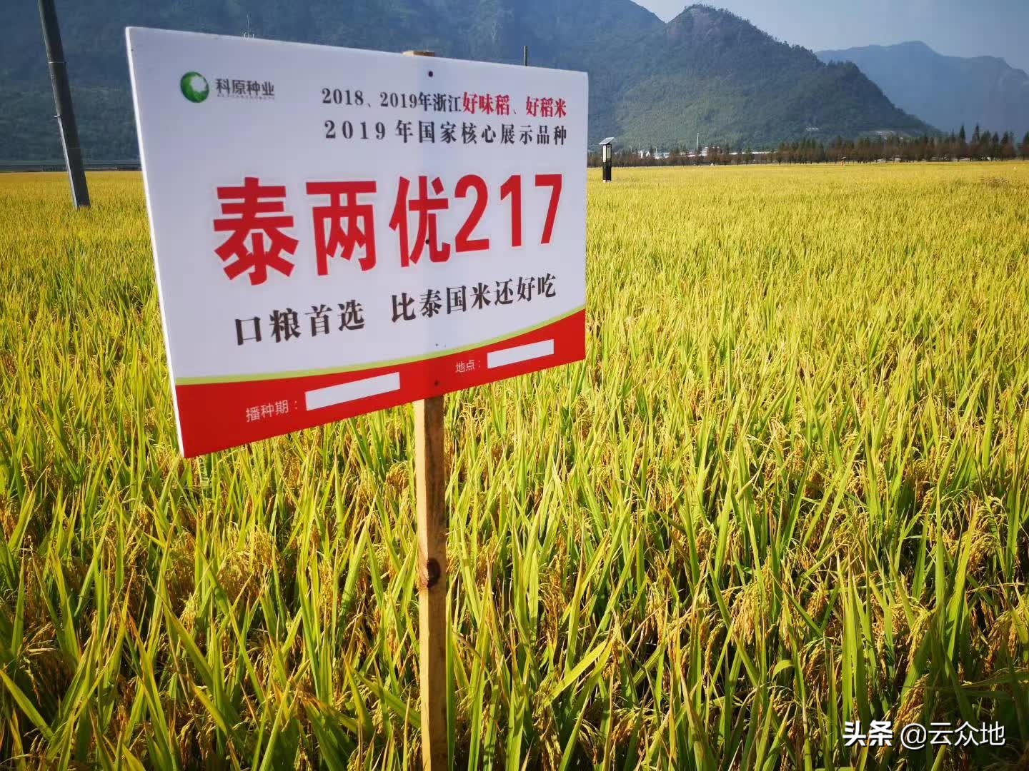 浙江好稻米品种,浙江十大好味稻品种