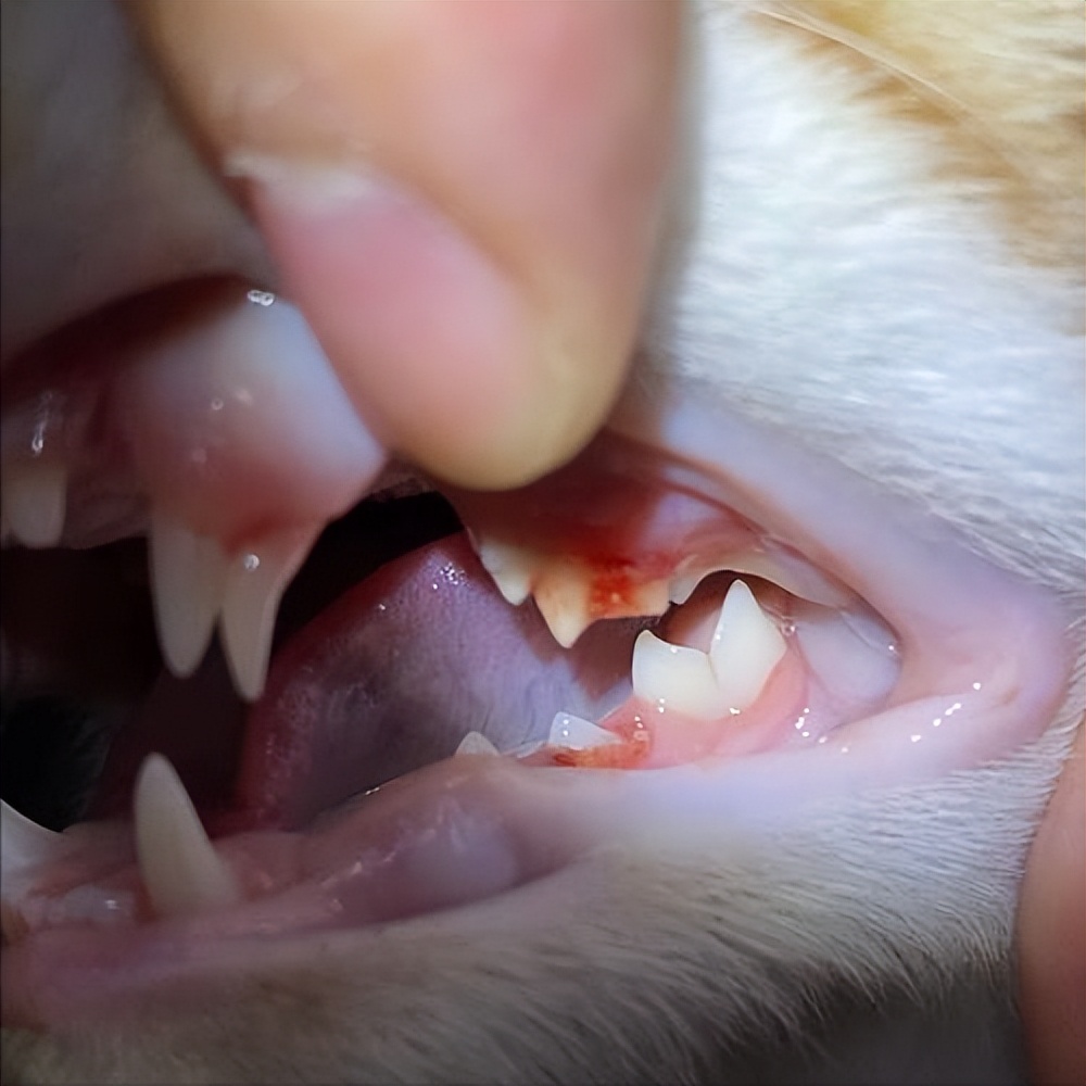 口腔疾病导致口臭怎么治疗,猫咪口臭是什么原因怎么治