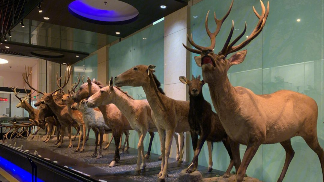 中国古动物博物馆预约公众号,古动物博物馆网上预约门票吗