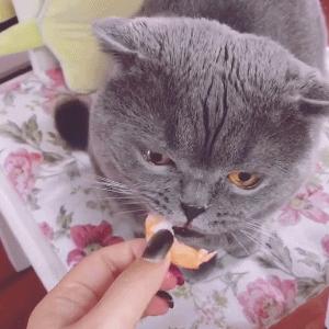 为什么蓝猫经常会被弃养,蓝猫被弃养了它知道吗