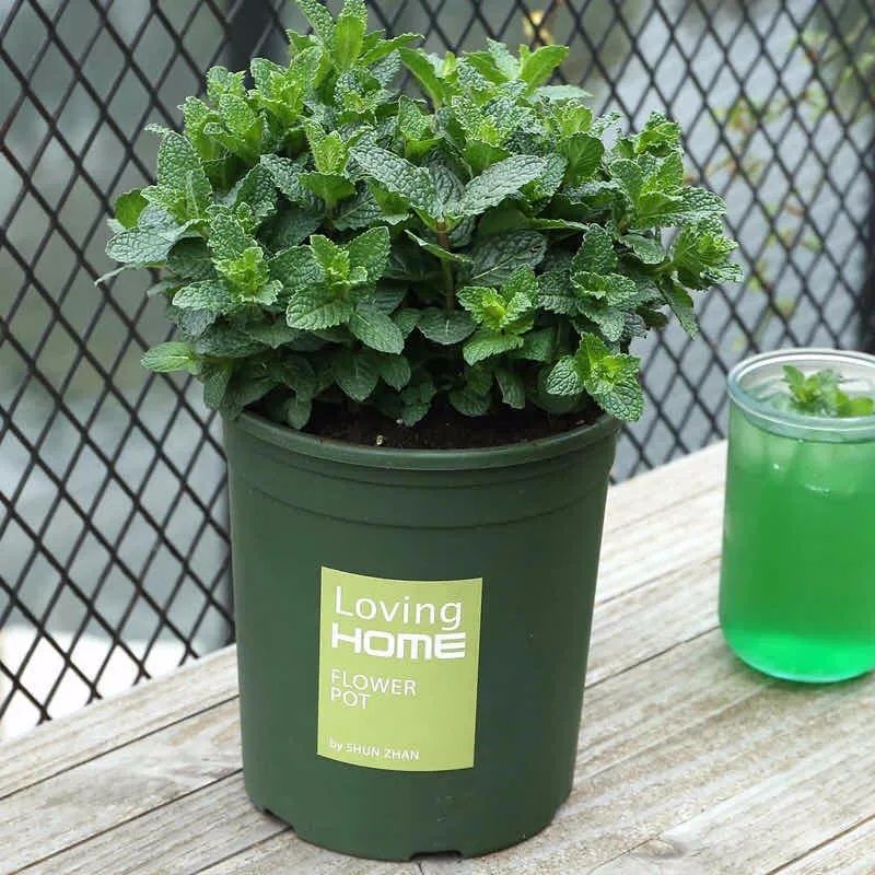 养这10种花越养家里越干净,适宜在家中养的10种花排名