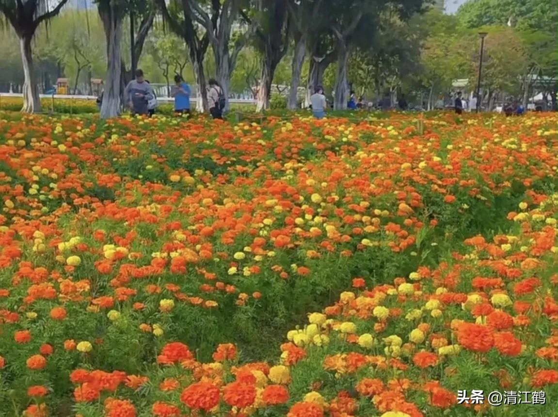 菊花盆栽枯萎后第二年能长新芽吗,刚买回来的菊花花朵枯萎了怎么救