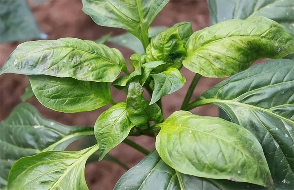 农业辣椒病毒病怎么治疗,辣椒病毒病的识别与防治方法