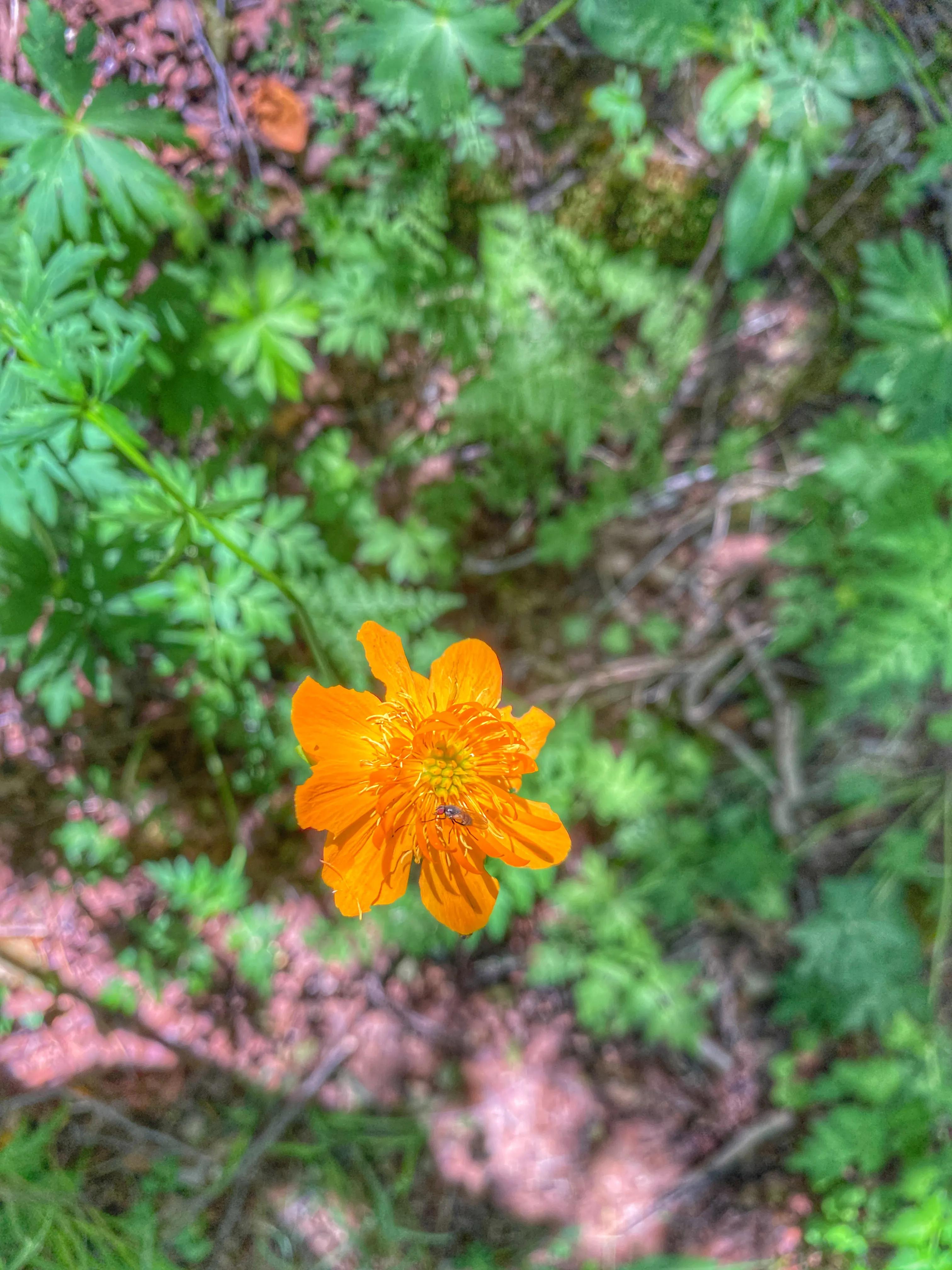 川西高山草甸云海露营,川西高原露营看云海星空