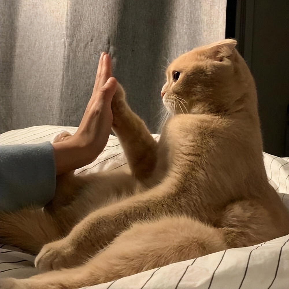 什么原因会造成猫咪毛发越来越黄,猫咪毛发颜色变黄了怎么办