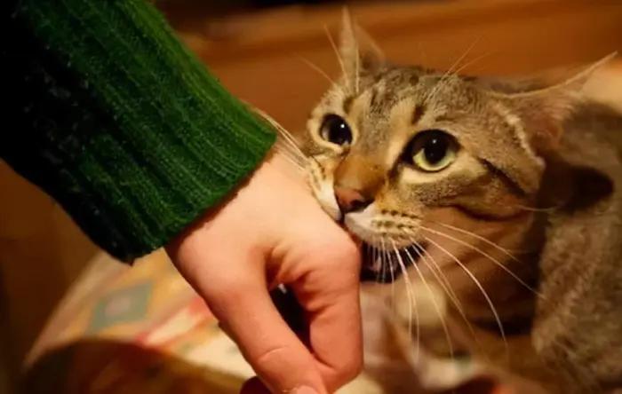 到底该不该揍猫,真的能忍住不揍猫么