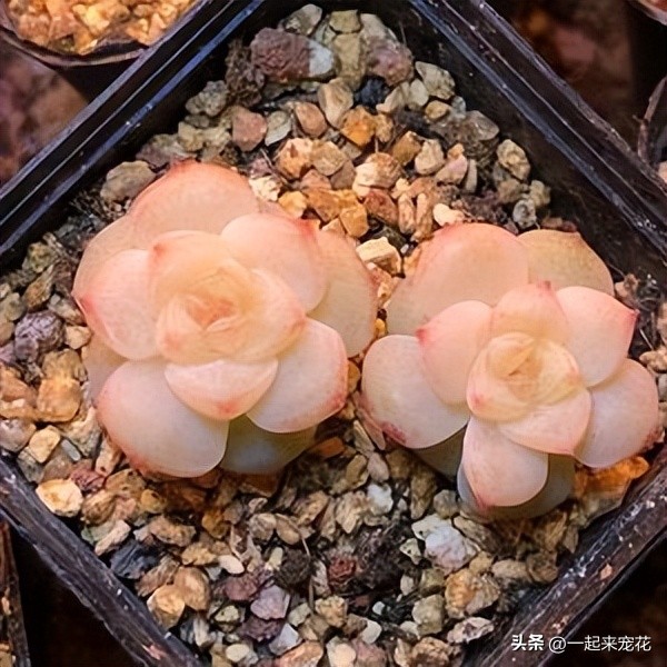 4种经典的网红多肉,最近很火的网红小多肉