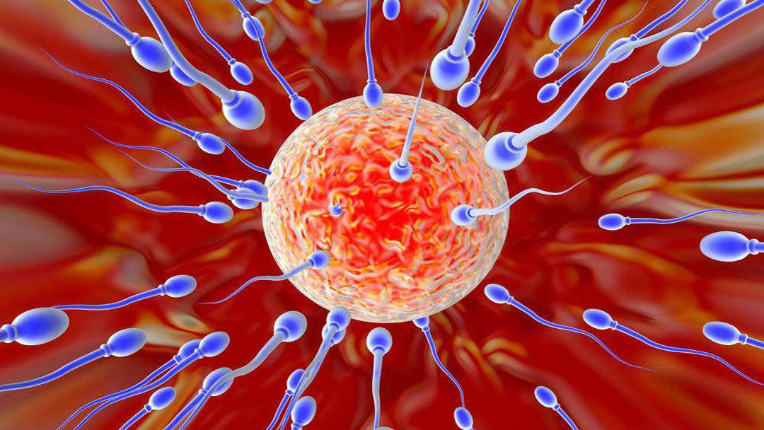 进入女性体内后，结合失败的精子都去哪里了？答案既心疼又好笑