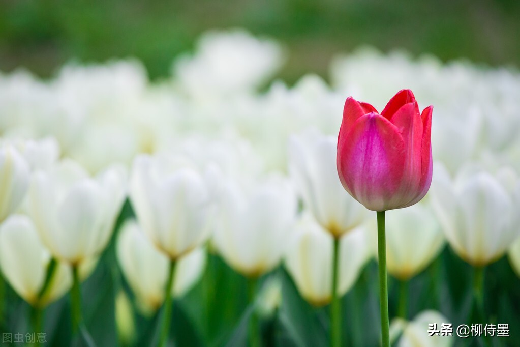 如何拍郁金香才有意境,郁金香拍照姿势怎么拍好看