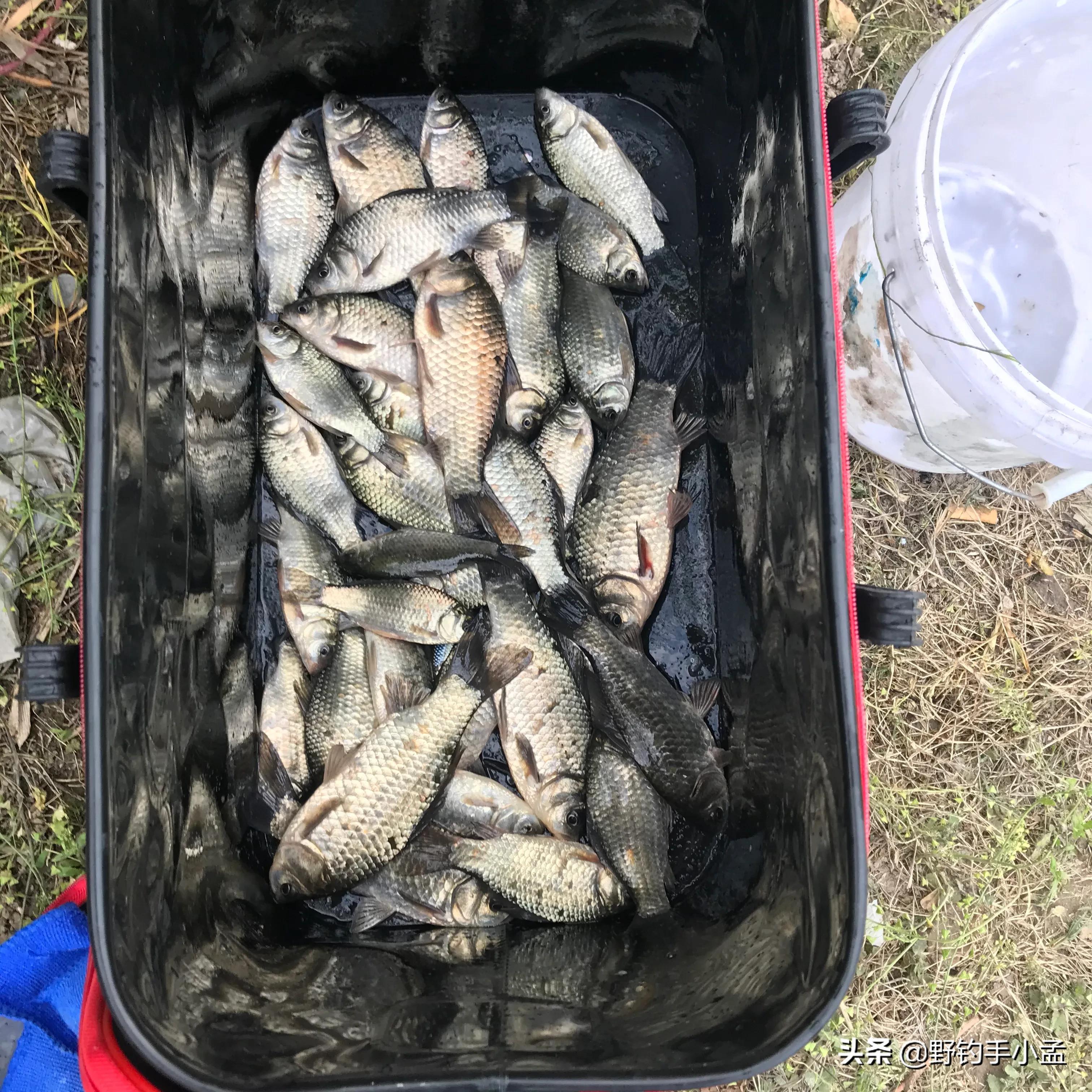 蚯蚓钓鱼正确挂法视频,蚯蚓缠绕挂钩法能活多久