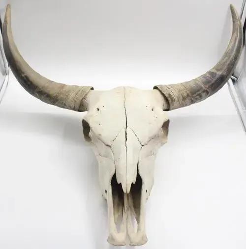 牛和牛互相顶头是怎么回事,牛和羊比力气