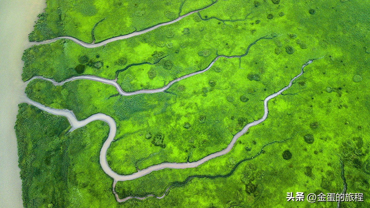 长江出海口的上海，被自然力量所艺术创造，也有一棵“大地之树”