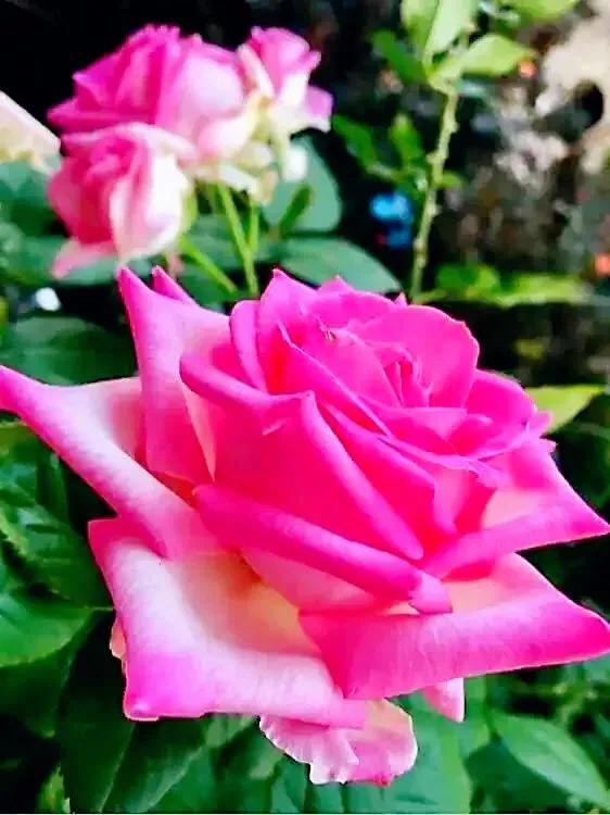 我爱月季花歌曲,我爱月季花300字