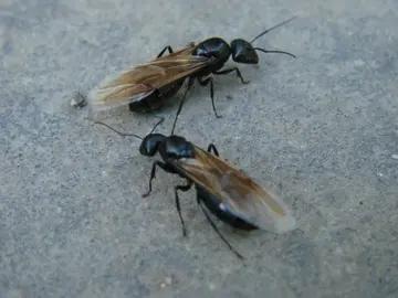 湖南小伙承包5000地只养十只鸡,农民大哥承包500亩土地养了10只鸡