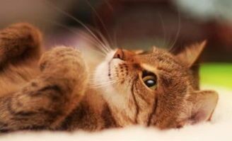 猫咪脂溢性皮炎,猫咪脂溢性皮炎怎么好得快